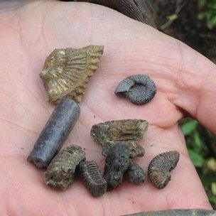 Ammonites and belemnites