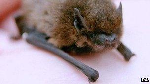 Pipistrelle bat