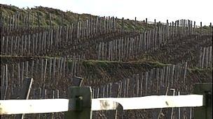 Vines planted in a field in Sark