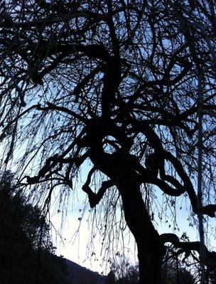 Weeping ash (Image: BBC)