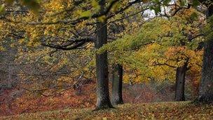 ash trees