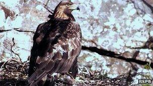 Golden eagle