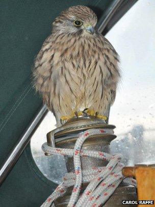 A kestrel on Carol Raffe's boat in Suffolk