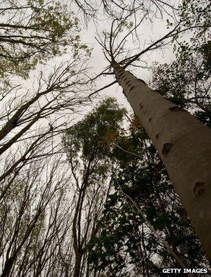 Ash trees (Getty Images)