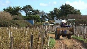 Vineyards in Sark