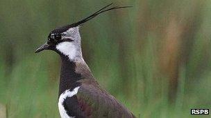 Lapwing