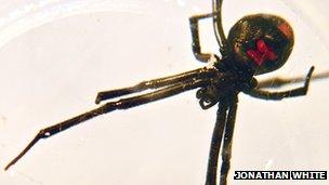 Black Widow Spider