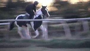 Angrove RumBaba in training on the gallops