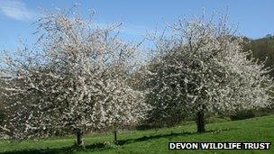 Cherry Trees - Pic: Devon Wildlife Trust