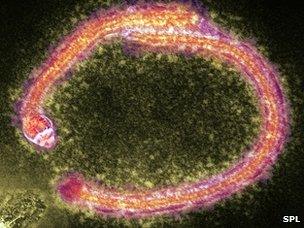 Ebola virus
