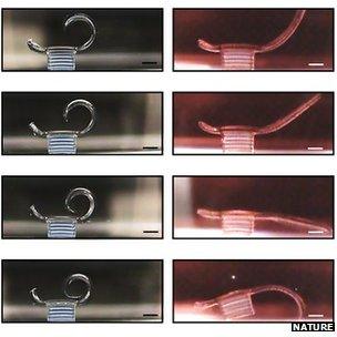 Images of bio-bot