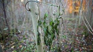 The ash dieback disease was found in five sites in Northern Ireland