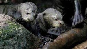 The baby giant otters