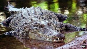 Australian saltwater crocodile