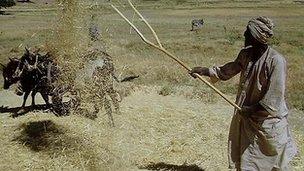 Ethiopina farmer