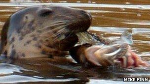 Seal eating a salmon in the River Severn