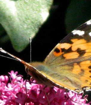 Butterfly (Image: BBC)