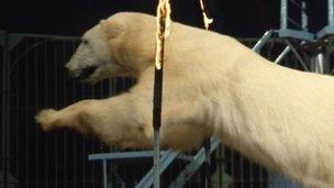 A polar bear jumps through a flaming hoop during a circus show in the 1960s