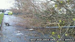 Tree fallen in College Road, Perry Barr