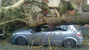 Tree fall in Wolverhampton