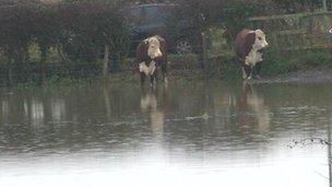 Cows in flooded Dorchester field