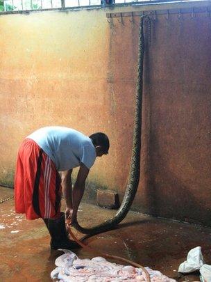 Snake skin hanging