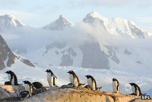 Gentoo penguins