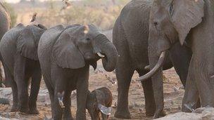 Elephants in Botswana