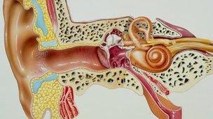 Anatomical cross-section of human ear