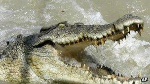 File picture of Australian saltwater crocodile