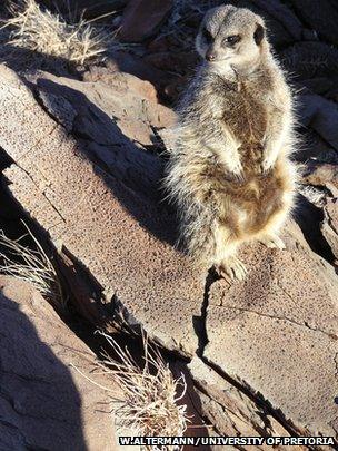 Meerkat on rock