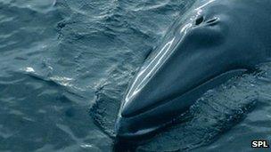 Minke whale off Hebrides