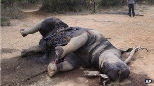 The carcass of a rhino found last month at the Finfoot Lake Reserve north of Johannesburg