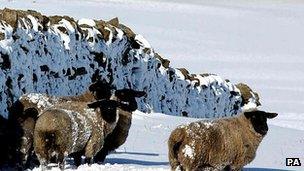 Sheep by a wall in snow