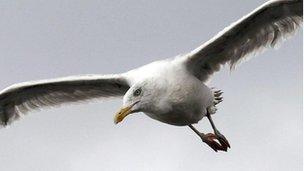 Seagull