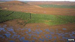 Bog pools and conifer plantation at the Forsinard RSPB reserve