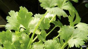 Coriander