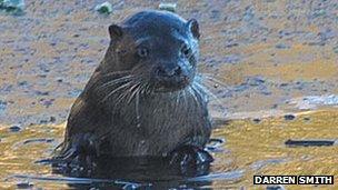 Female otter