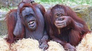 Orang-utans at Blackpool Zoo