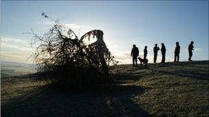 Holy Thorn on Wearyall Hill, Glastonbury