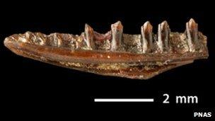 Jawbone of Obamadon gracilis