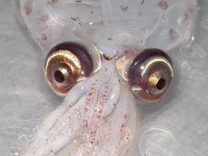 Atlantic cranch squid