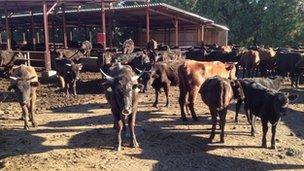 Cows of Masami Yoshizawa, who has a farm near Tatsuno village