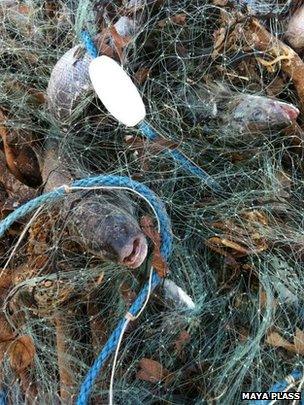 Bass in nets