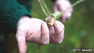 Ash tree inspections