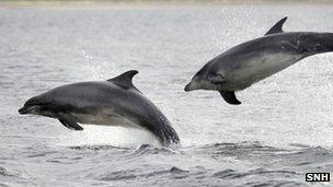 Bottlenose dolphins