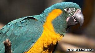 Blue-throated Macaw - Pic: Michelle Turton