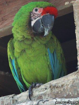 Great Green Macaw