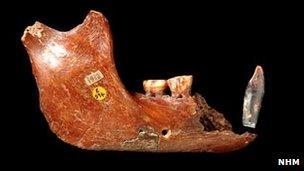 Piltdown mandible