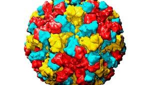 Computer model of the virus